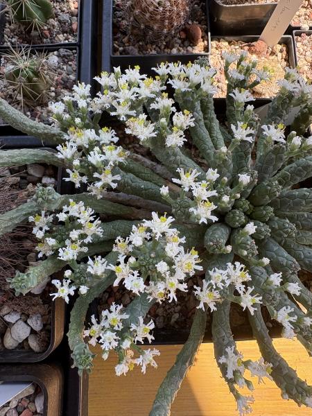 Euphorbia inermis